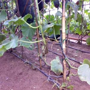 蔬菜节水灌溉